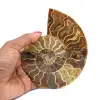 Amonita de Madagascar - 0