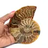 Amonita - 0