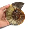 Amonita fosilizada pulida - 0