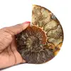 Amonita fósil pulida de Madagascar - 0