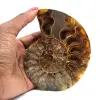 Amonita de Madagascar - 0