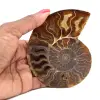 Amonita fósil pulida de Madagascar - 0