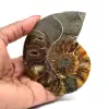 Amonita una pieza - 0
