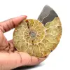 Amonita de Madagascar - 0