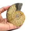 Amonita - 0