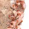 Cristales de vanadinita - 4