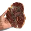 Rebanada de madera silicificada de Madagascar - 0