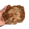 Madera petrificada de Madagascar - 0