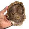 Madera petrificada - 0