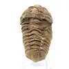 Trilobite crudo de Marruecos - 0