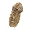Trilobite crudo de Marruecos - 1