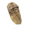 Trilobite crudo de Marruecos - 2