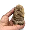 Trilobite crudo de Marruecos - 3