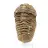 Trilobite crudo de Marruecos