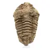 Trilobite fósil en bruto - 0
