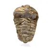 Trilobite crudo - 0