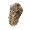 Trilobite crudo - 1