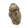 Trilobite crudo - 2