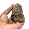 Trilobite crudo - 3
