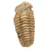 Fósil de trilobite de Marruecos - 0