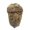 Trilobite fósil de Marruecos - 0