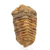 Fósil de trilobite - 0