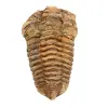 Trilobite fósil - 0