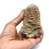 Trilobite de Marruecos - 3