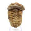 Trilobite - 0