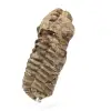Trilobite fósil en bruto - 1