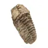 Trilobite fósil en bruto - 2