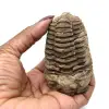 Trilobite fósil en bruto - 3