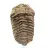 Trilobite fósil en bruto