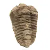 Trilobite crudo - 0