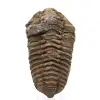 Fósil de trilobite en Marruecos - 0