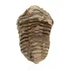 Fósil de trilobite de Marruecos - 0