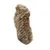 Fósil de trilobite de Marruecos - 1