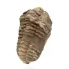 Fósil de trilobite de Marruecos - 2