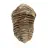 Fósil de trilobite de Marruecos