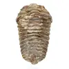 Trilobite fósil de Marruecos - 0