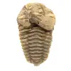 Fósil de trilobite - 0