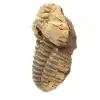 Fósil de trilobite - 1