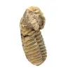 Fósil de trilobite - 2