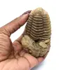 Fósil de trilobite - 3