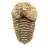 Fósil de trilobite