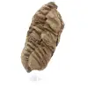 Trilobite fósil - 1