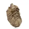 Trilobite fósil - 2