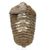 Trilobite de Marruecos - 0