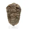 Trilobite de Marruecos - 0