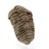 Trilobite de Marruecos - 2